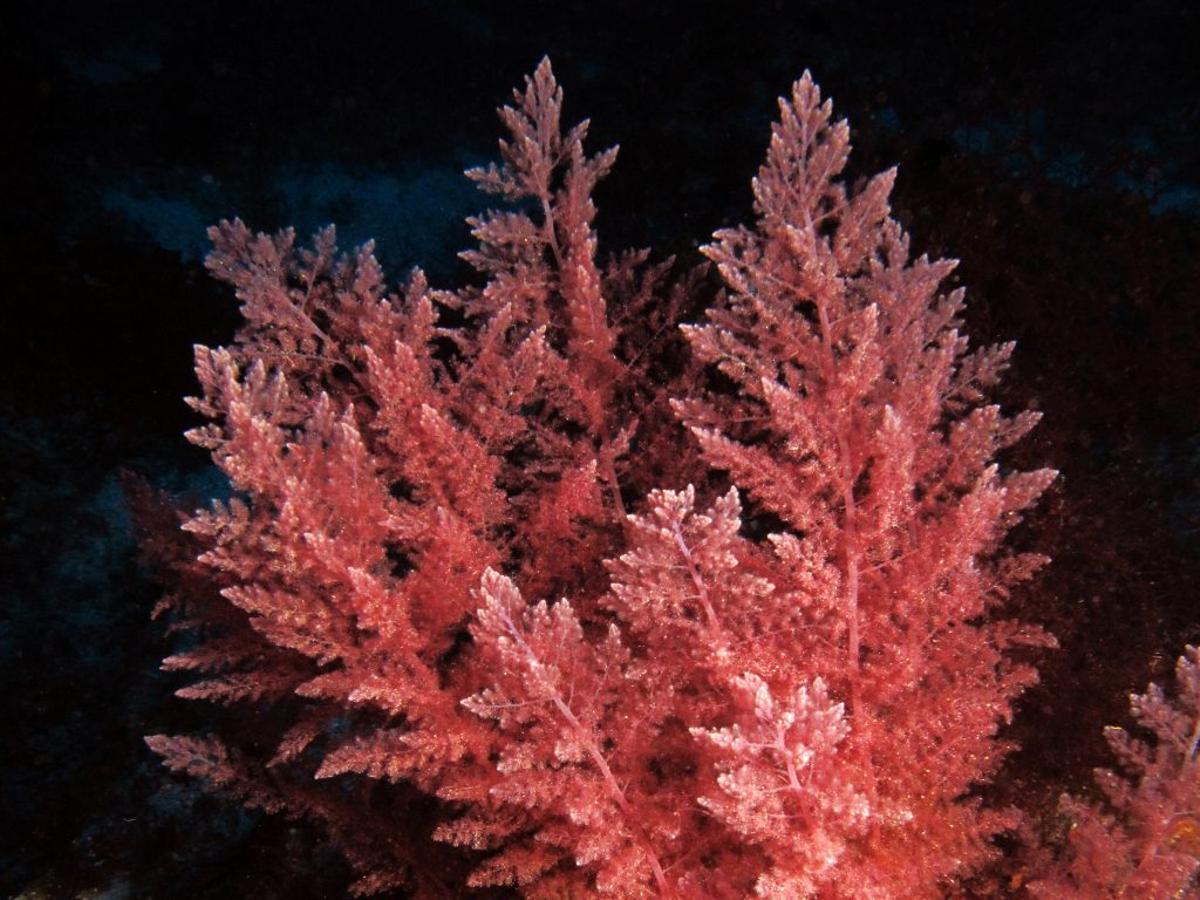 El alga es una especie invasora en el Mediterráneo