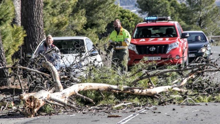 El fuerte viento provoca desprendimientos de ramas en la carretera que une Ibi con Castalla y Onil