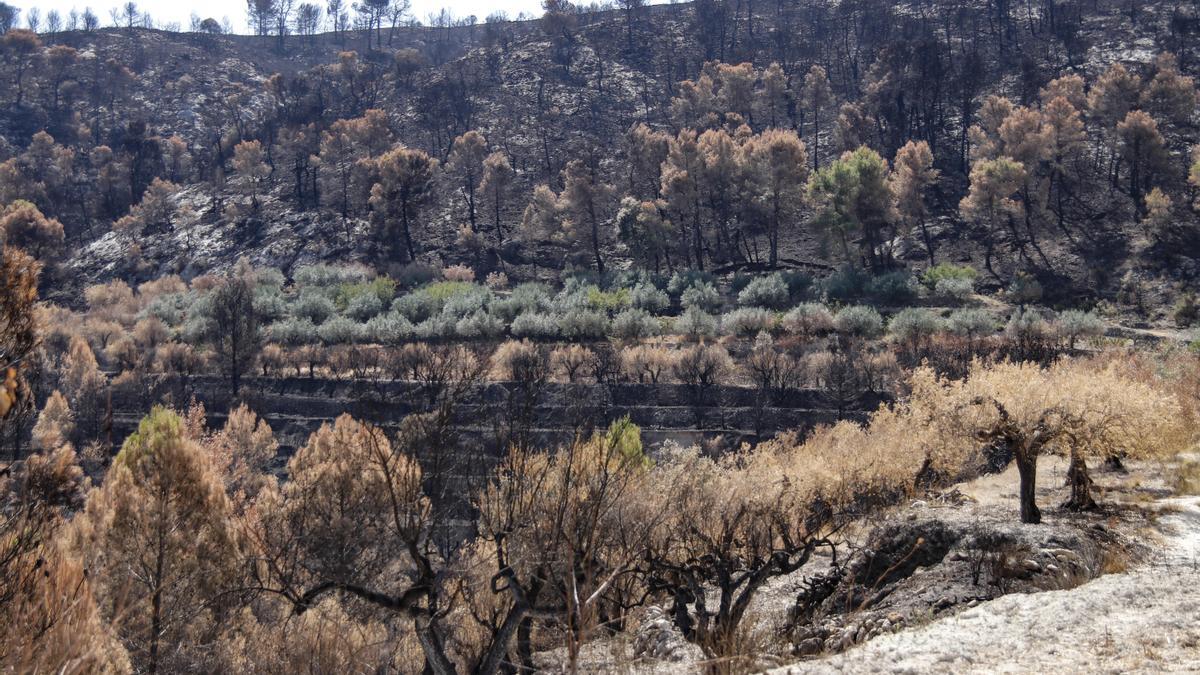 El incendio de Vall d'Ebo arrasa 3.000 hectáreas de cultivos y causa pérdidas de 193 millones