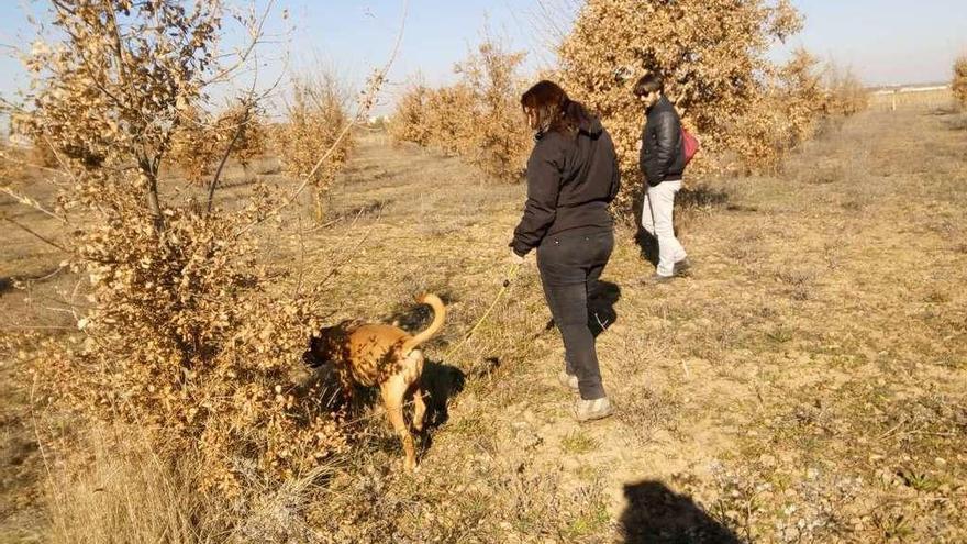 Búsqueda de la trufa negra con un perro especializado en su búsqueda.