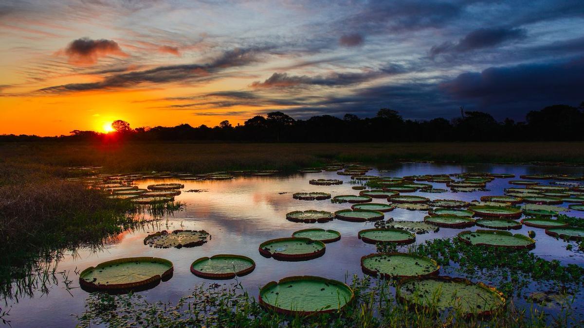 Un lago del Pantanal, Brasil