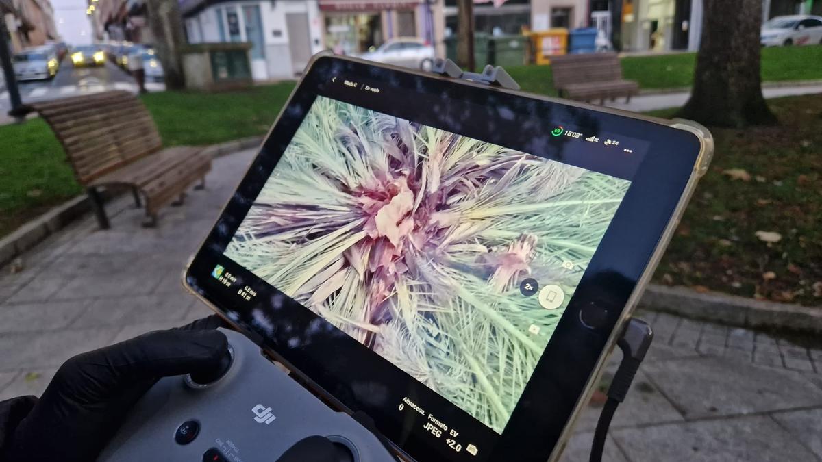 Imaxe captada cun dron do estado de deterioro da icónica palmeira do xardín de Carballo