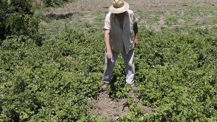 Cs pide actuar con urgencia en la finca El Romeral