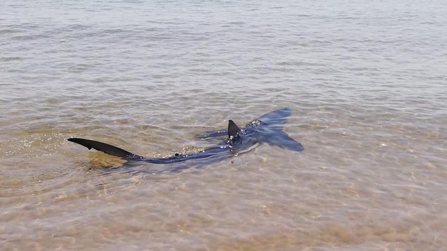 Cierran la playa de Piles por la presencia de un tiburón