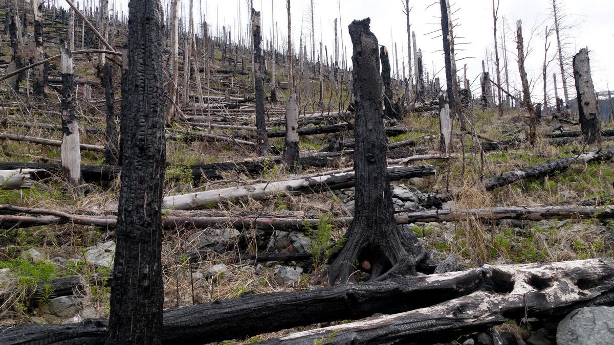 Madera quemada