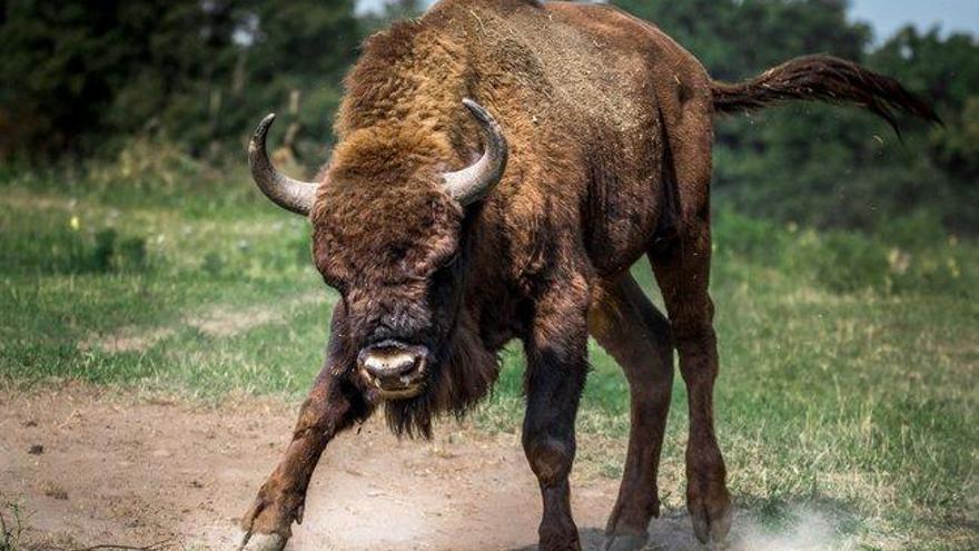 Una manada de bisontes cortan una carretera y uno de ellos embiste un coche