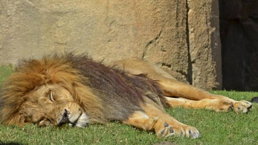 Muere el león Keops a los 19 años, uno de los primeros animales del Bioparc