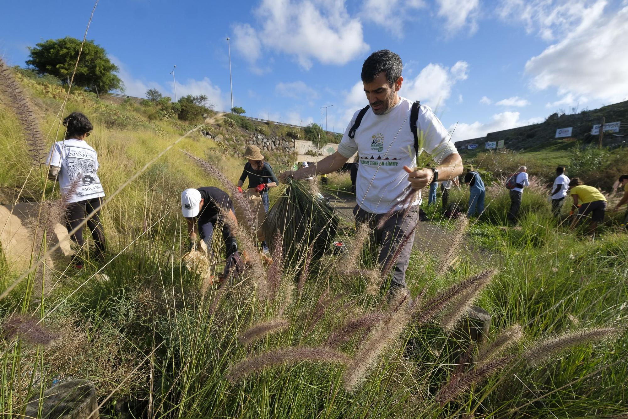 Plantación de palmeras en Tamaraceite Sur