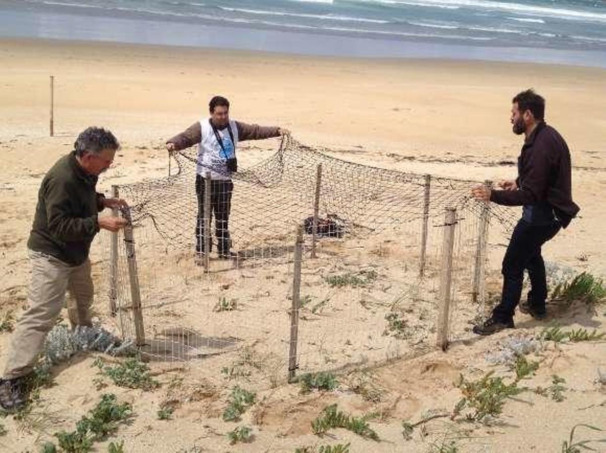 El chorlitejo patinegro, que anida en la Reserva Ornitológica de O Grove, Ave del Año en España