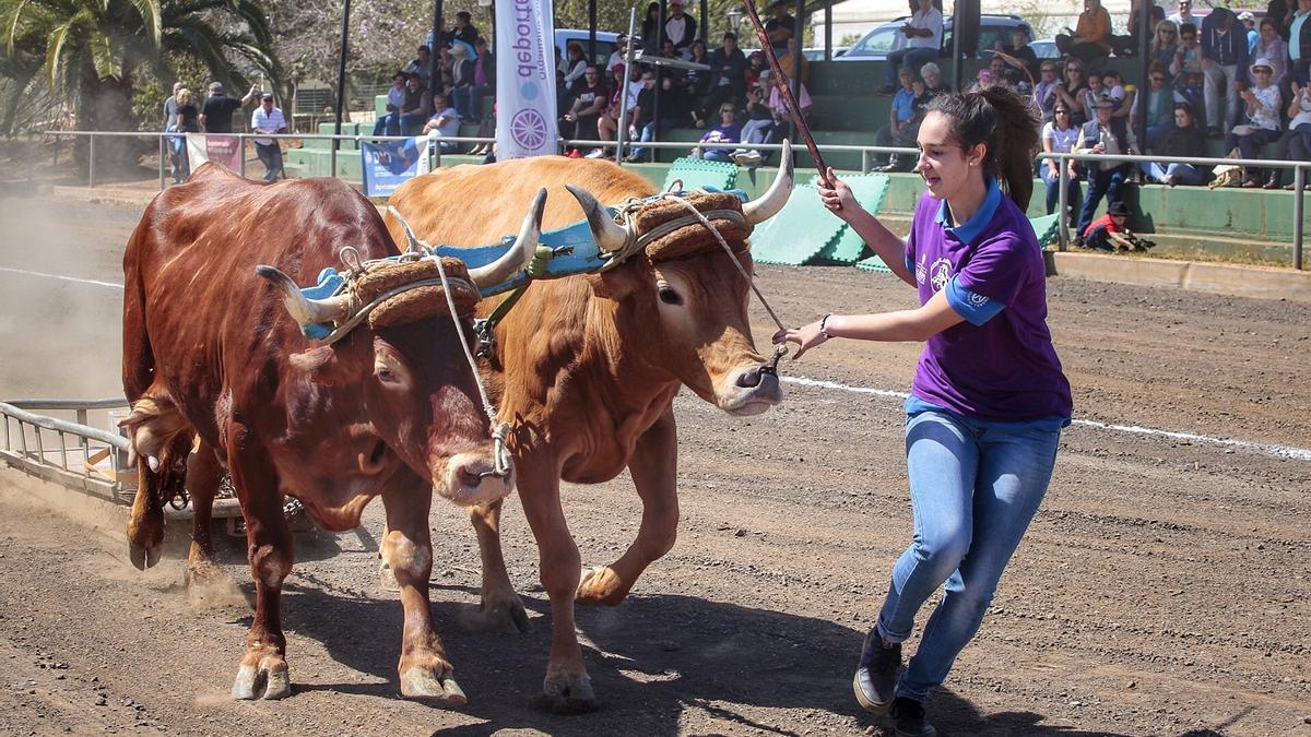 Una mujer participa en un arrastre de ganado.