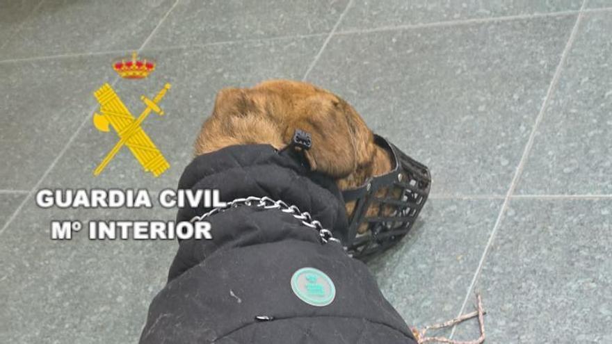 Investigado por maltratar a su perro en Castellón: no se podía ni mantener en pie