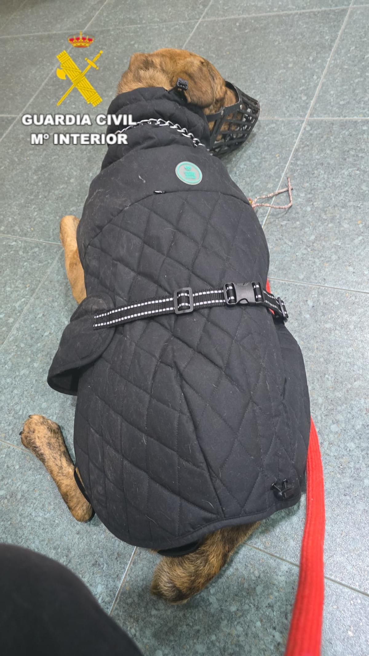 El animal propiedad del ahora investigado.