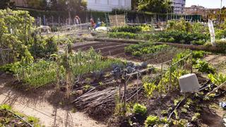 Castelló formará en hábitos agroecológicos y alimentación saludable a los usuarios de los huertos urbanos