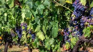 Investigadores de la UIB estudian cómo adaptar los vinos de Mallorca a la sequía y el cambio climático