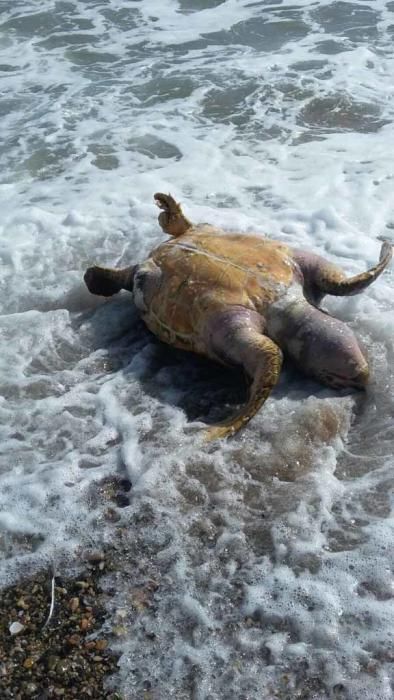 La tortuga tenía un sedal enganchado en una pata