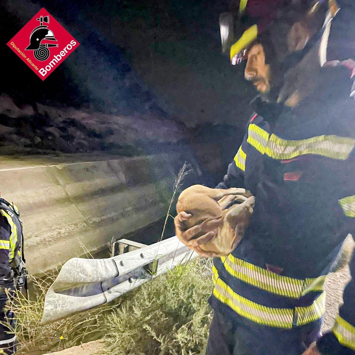 Un bombero sostiene a uno de los cachorros salvados