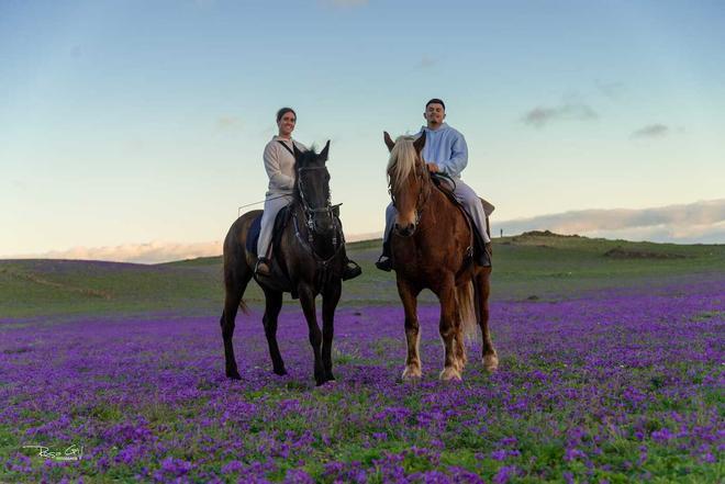 Un manto de flores lilas tapiza el sur de Lanzarote tras las lluvias