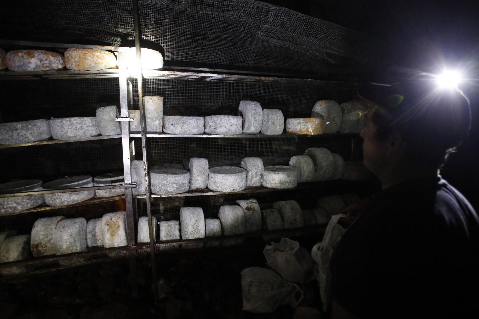 Así se elabora el gamonéu del Puertu: de la cueva a la mesa.