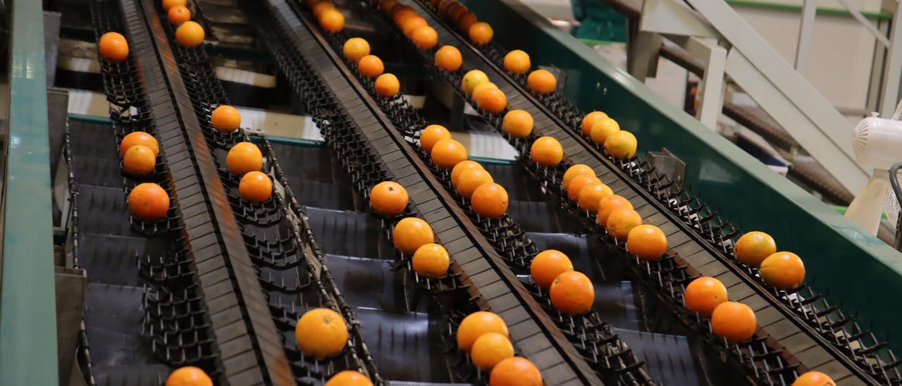 La importación de naranja sudafricana a Europa se ha disparado en los últimos años.