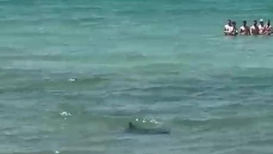 Ein Teufelsrochen schwimmt am Dienstagmittag an der Playa de Palma entlang