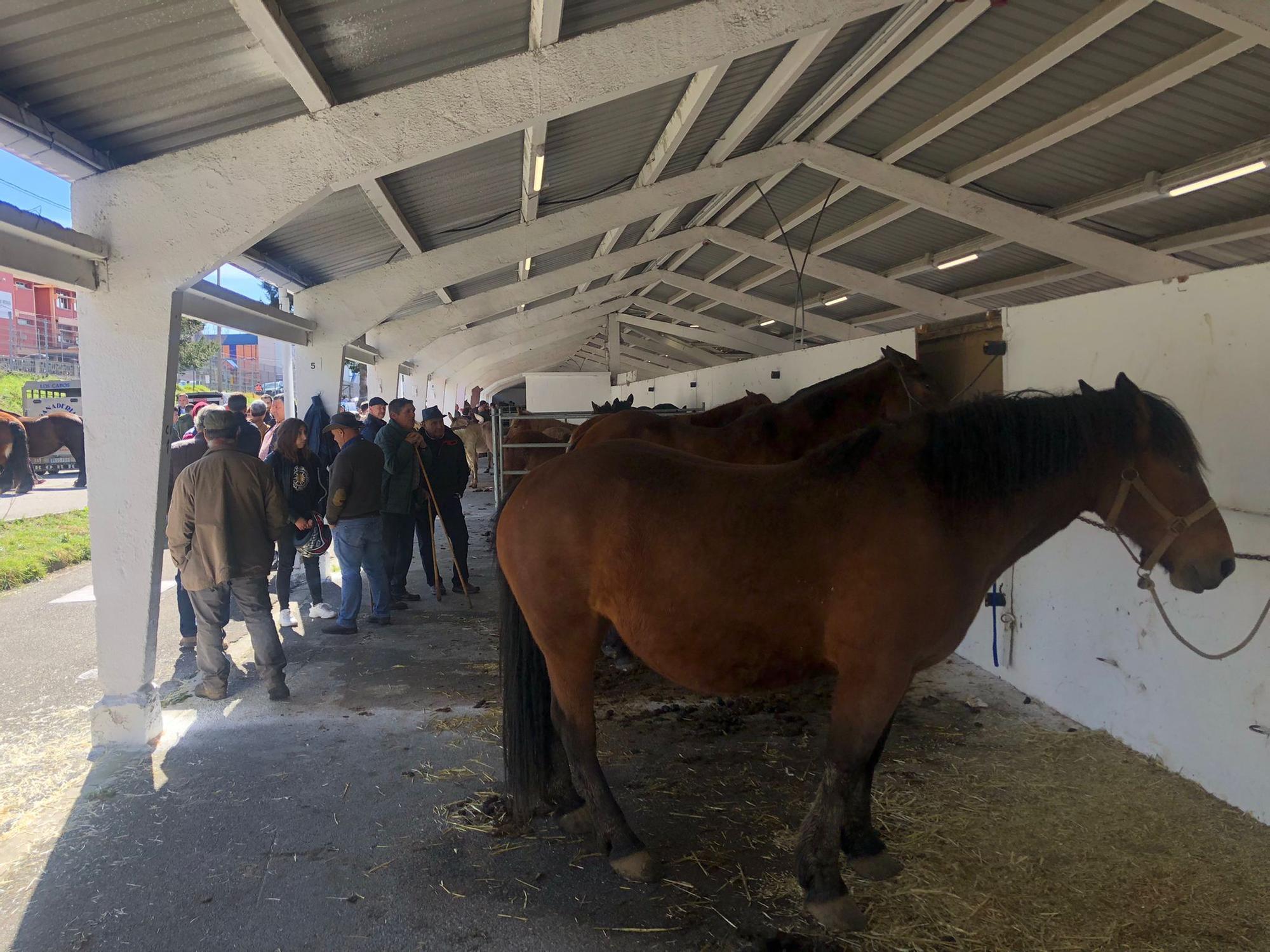 Tineo disfruta la feria ganadera de San José