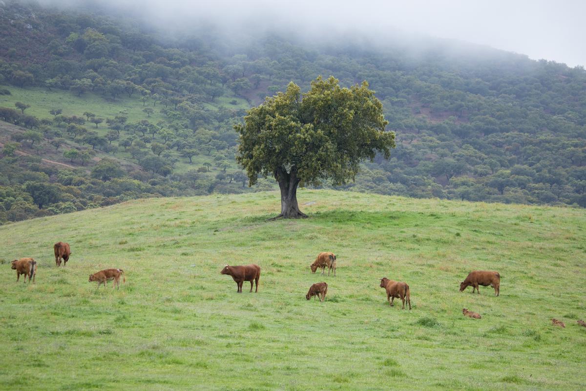 Sierra de Aracena, la cuna del ibérico cien por cien