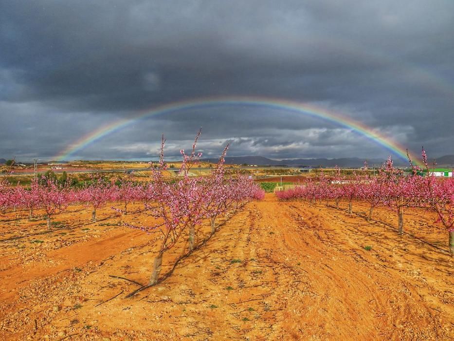 Y llegó la Floración, un manto de colores