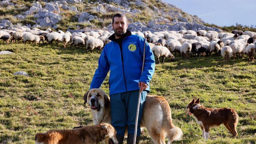 Llega al supermercado la carne de lechazo criado en el entorno de los Picos de Europa (y con su consumo se ayuda a conservar el quebrantahuesos)