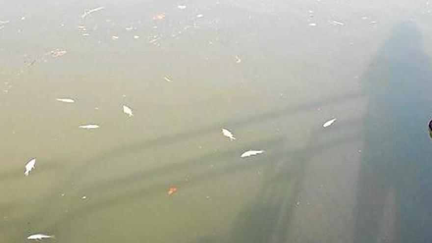 Peixos surant morts a les aigües del parc de l&#039;Agulla, dimarts