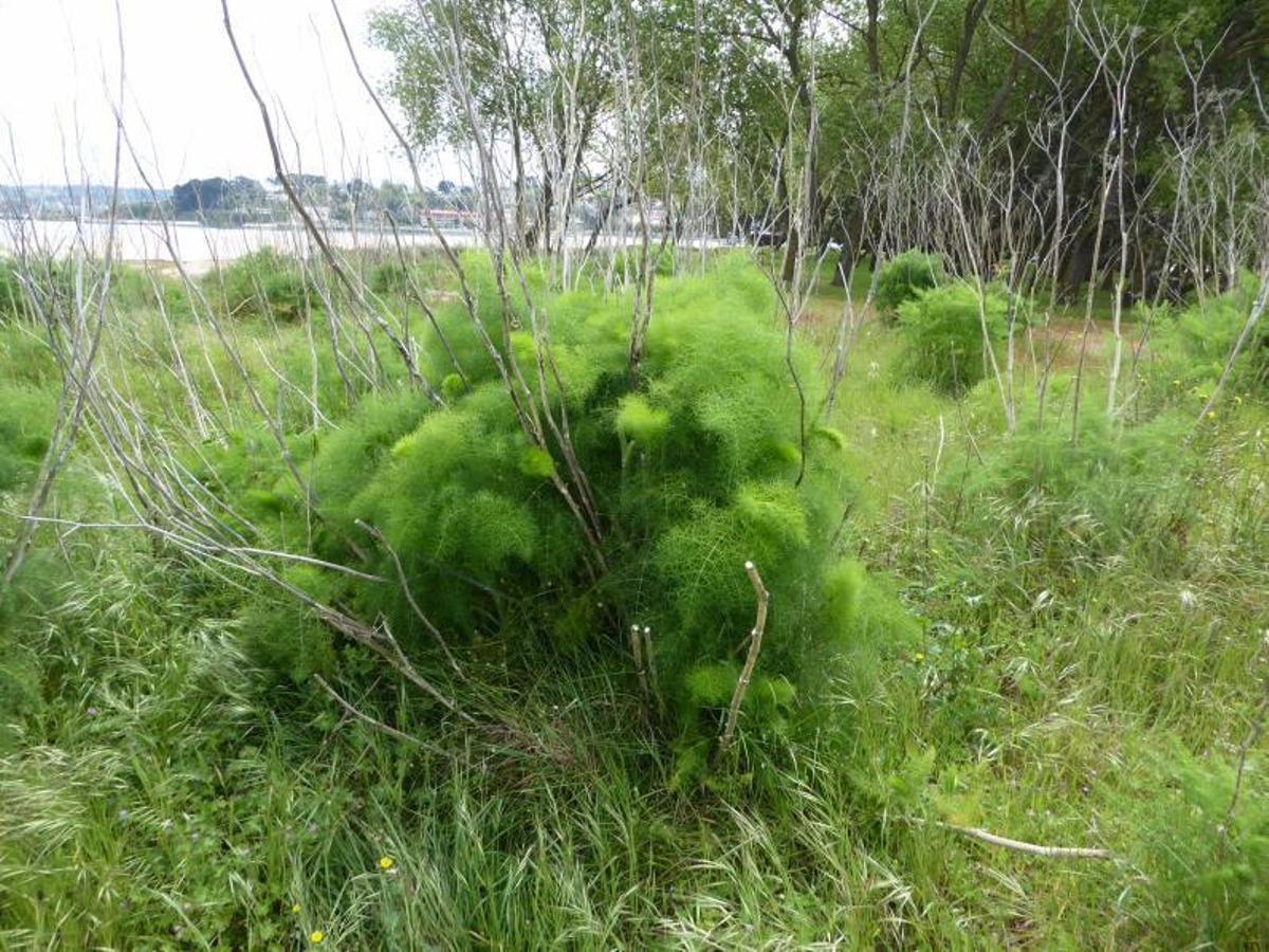 Formaciones de hinojo en la duna. | // M. V.