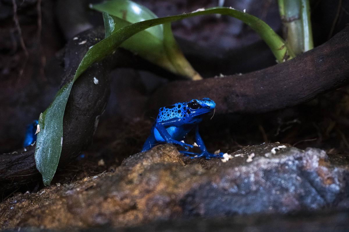 Ranas veneno azul, uno de los anfibios más fascinantes.