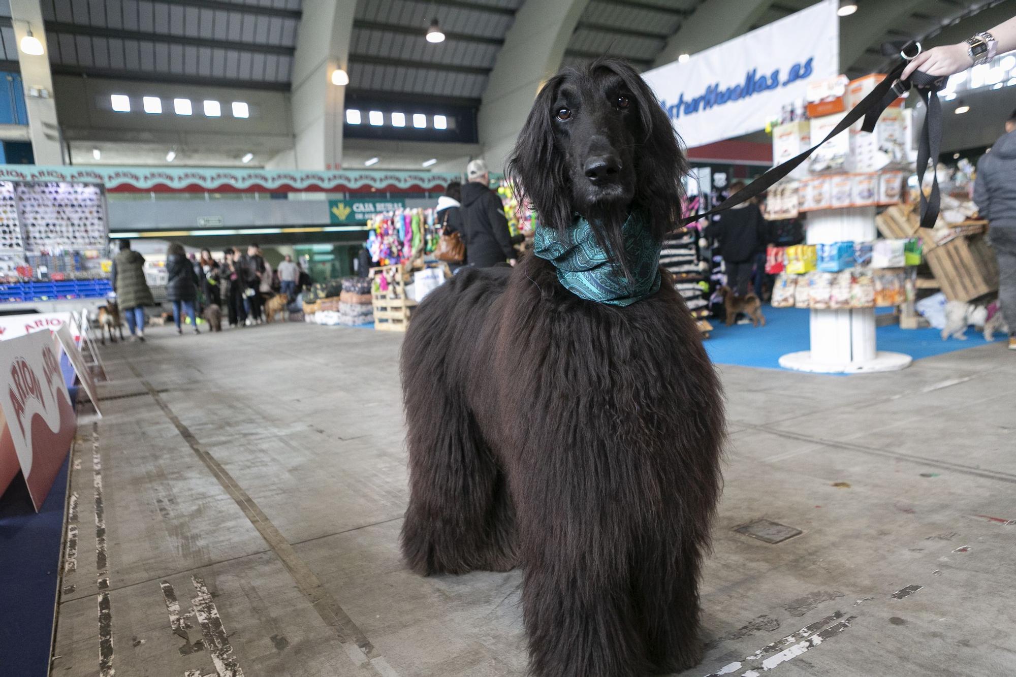 Inauguración del salón asturiano de las mascota.