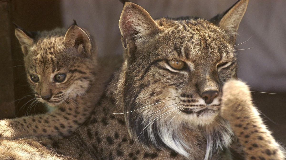 Nacen las primeras camadas de la temporada del lince ibérico en el Parque Nacional de Doñana