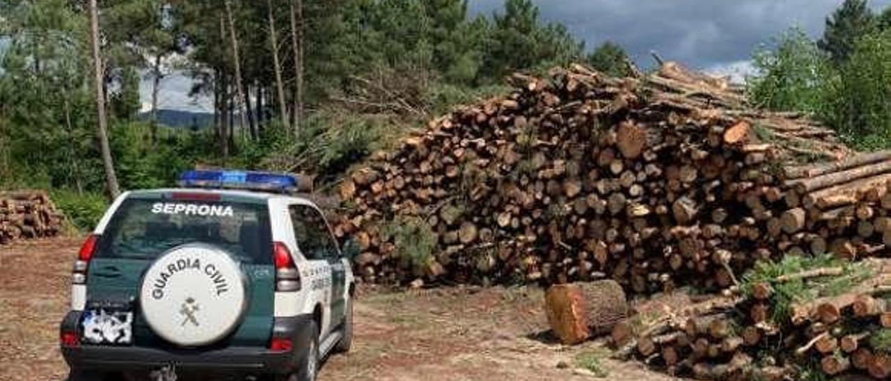 La madera se adquiría en zonas infectadas en As Neves. // GC