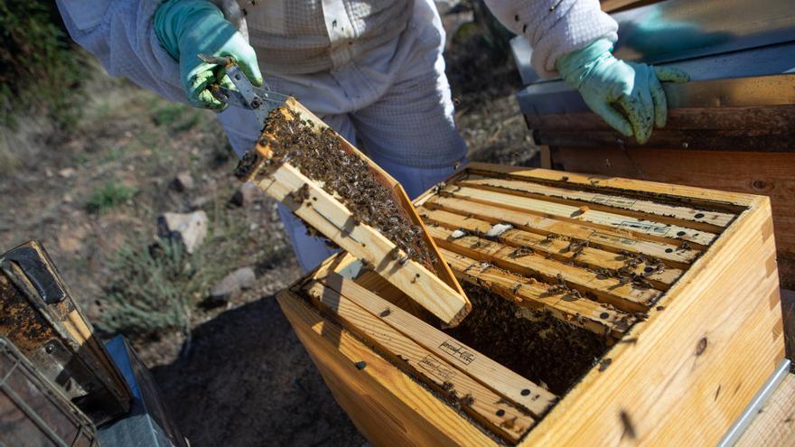 Investigadores trabajan en la primera vacuna de abejas en Europa