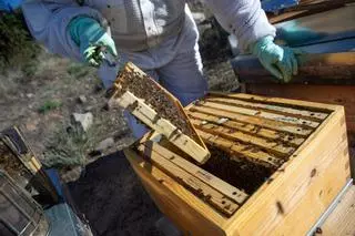 Investigadores trabajan en la primera vacuna de abejas en Europa