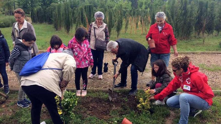 El concejal de Medio Ambiente, plantando un arbusto.