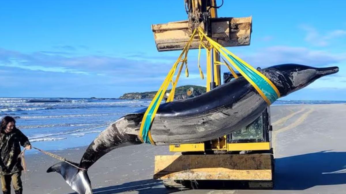 Una ballena tan rara que hasta ahora la ciencia sólo conocía seis ejemplares apareció en una playa de Otago