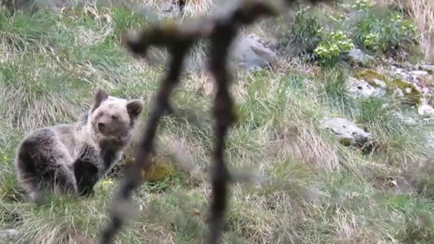 Vídeo: La osezna "Saba" sale de su hibernación en pleno confinamiento humano