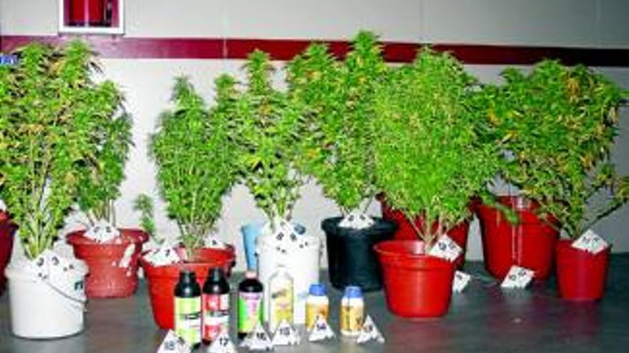 Descubren a un comerciante con 116 plantas de marihuana