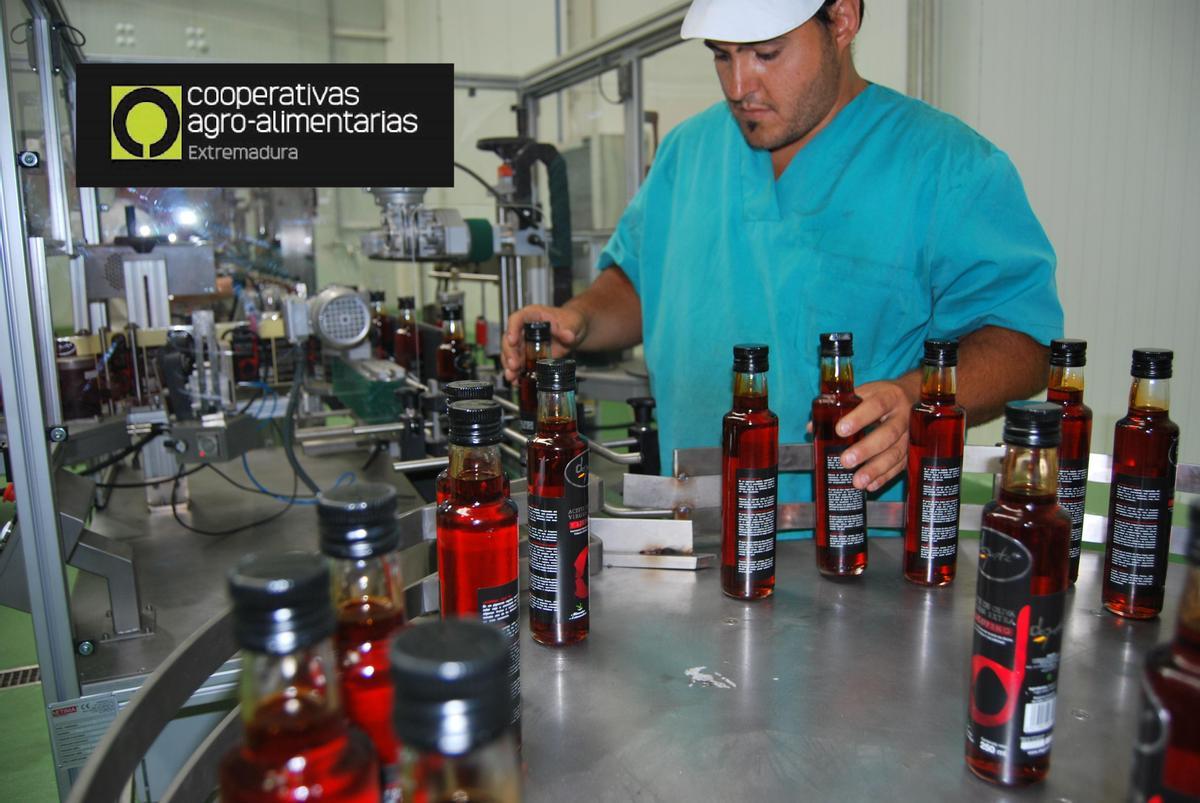 Cadena de elaboración de aceite con licopeno en una cooperativa extremeña.