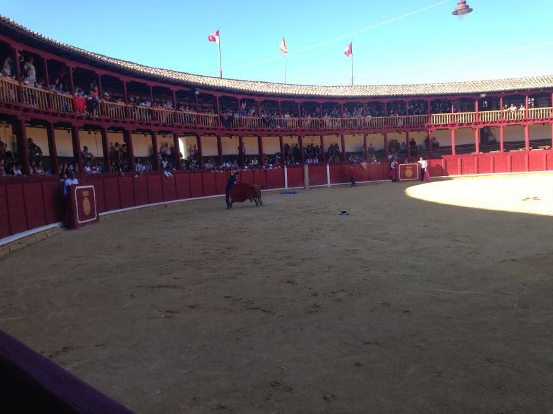 Fiestas en Toro | Becerrada de las peñas