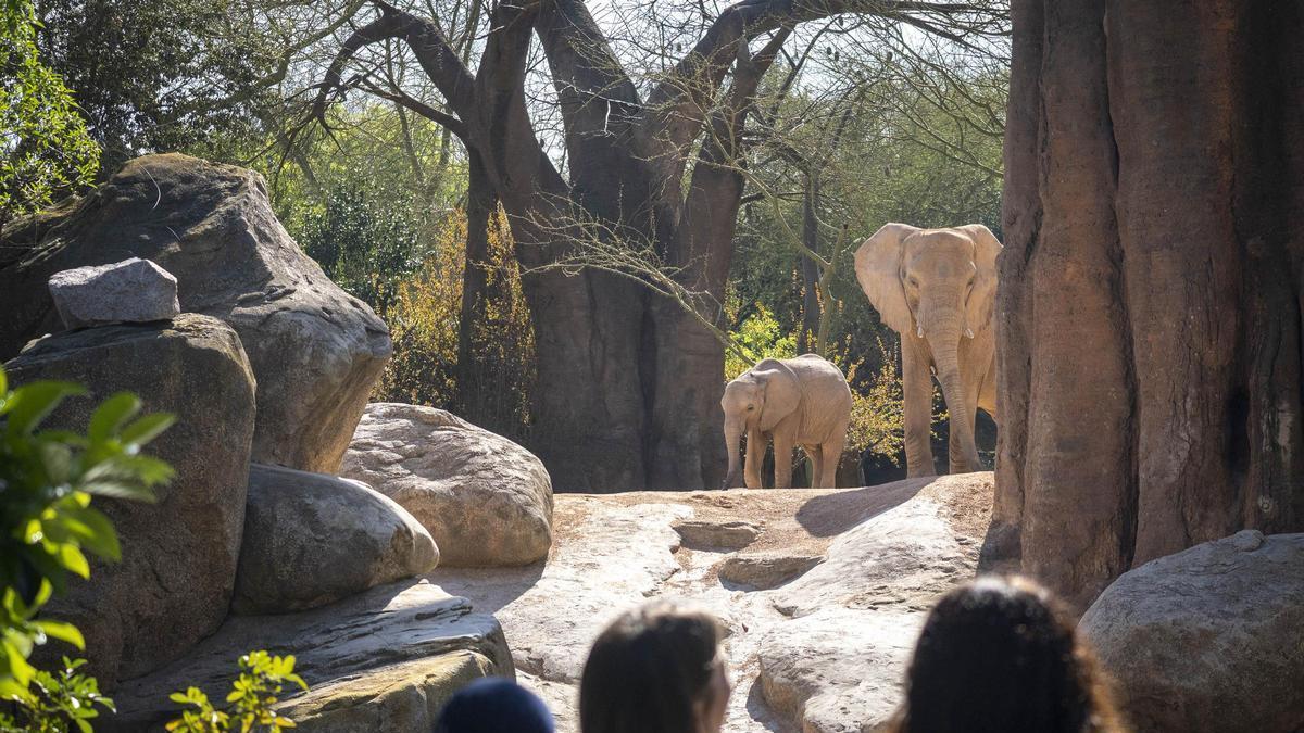 Visitantes observando a los elefantes en la sabana de Bioparc Valencia.