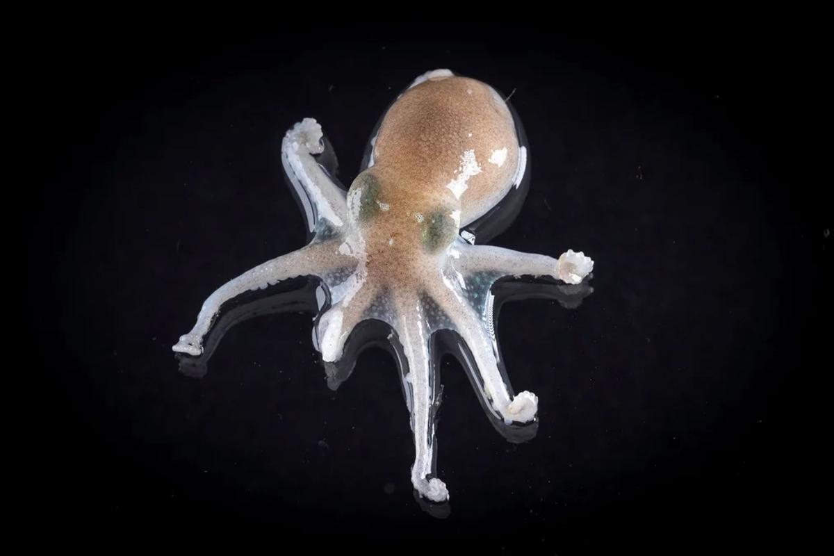 Pulpo del género 'Paraledone'