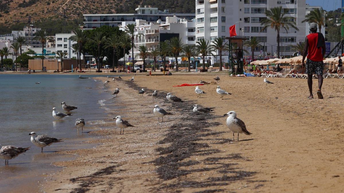 Galería: Cierra por un vertido la playa de s'Arenal, en Sant Antoni