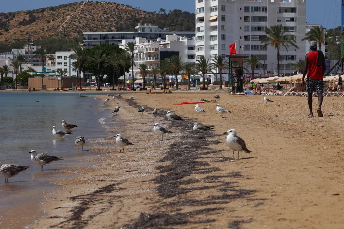 250722DIB_Marcelo Sa (221598804).jpg