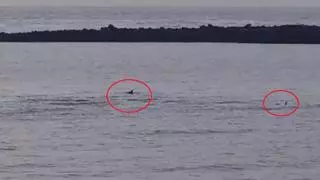 El espectáculo de un grupo de delfines en la costa de Canarias