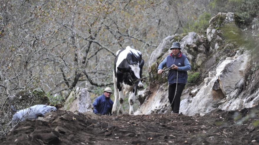 La vaca Lola, liberada al fin