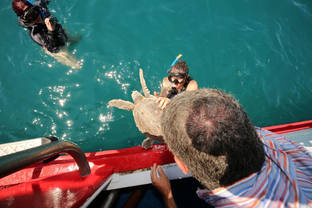 El animal ha permanecido un año en las instalaciones del Aula del Mar de Málaga recuperándose de sus heridas, hasta su completo restablecimiento