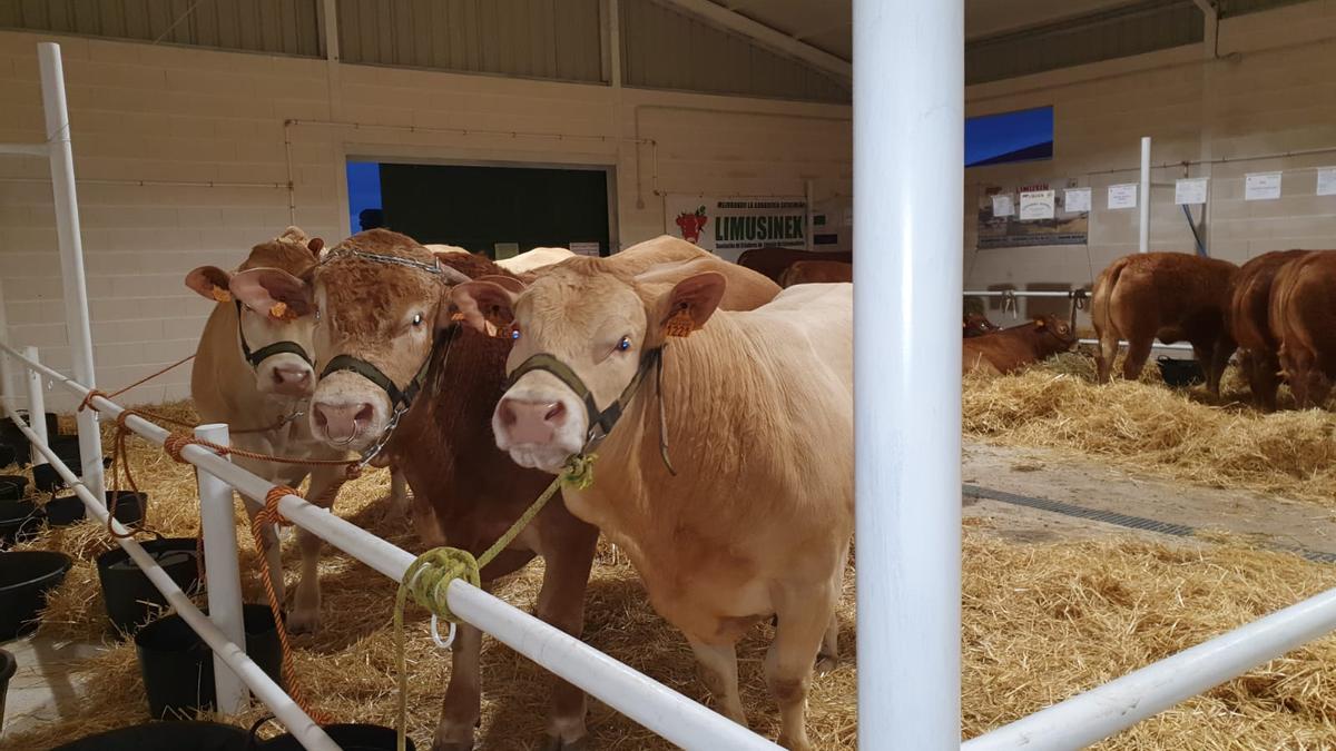 Los ejemplares que concurren a la Feria de Ganado Selecto de Albalá han sigo escogidos por los profesionales.